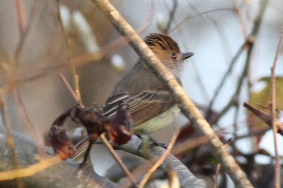 Dusky-capped Flycatcher - ML614508589