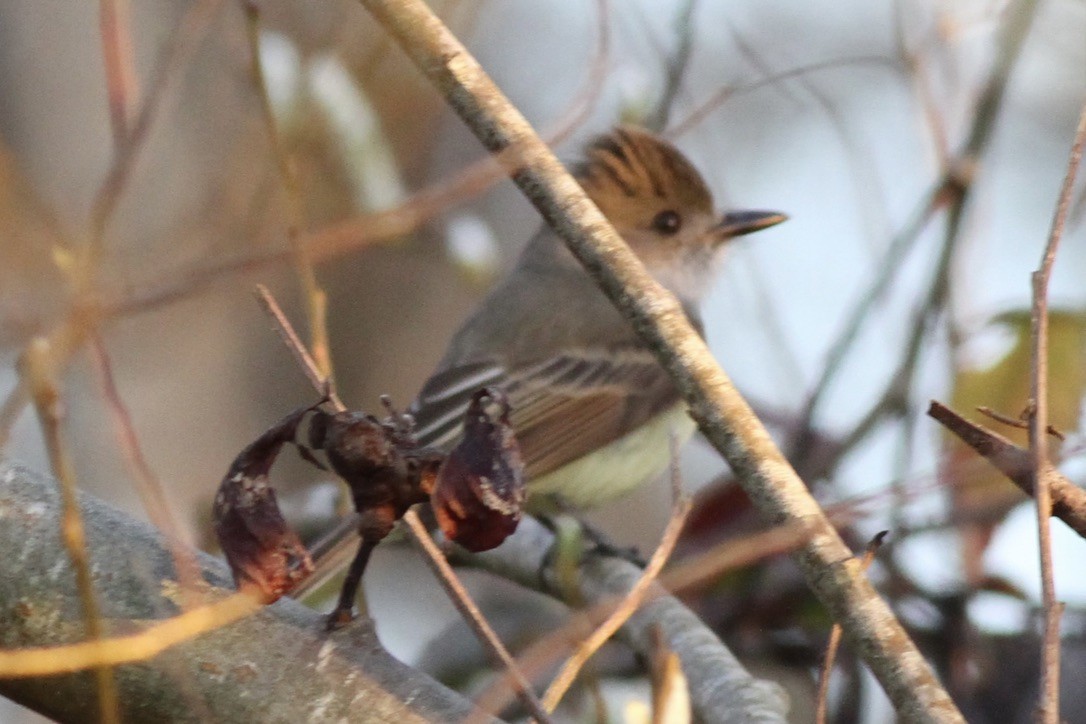 Dusky-capped Flycatcher - ML614508590