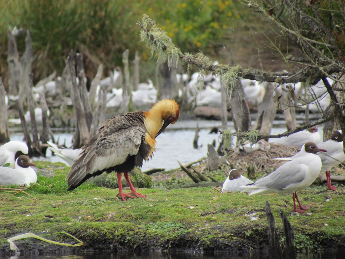 Black-faced Ibis - Giannira Alvarez Alfaro