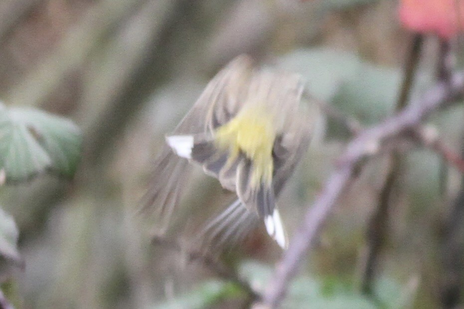 Palm Warbler (Western) - Dan Maxwell