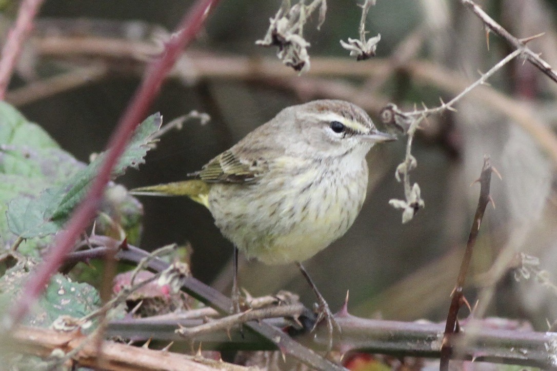 Palm Warbler (Western) - ML614508660