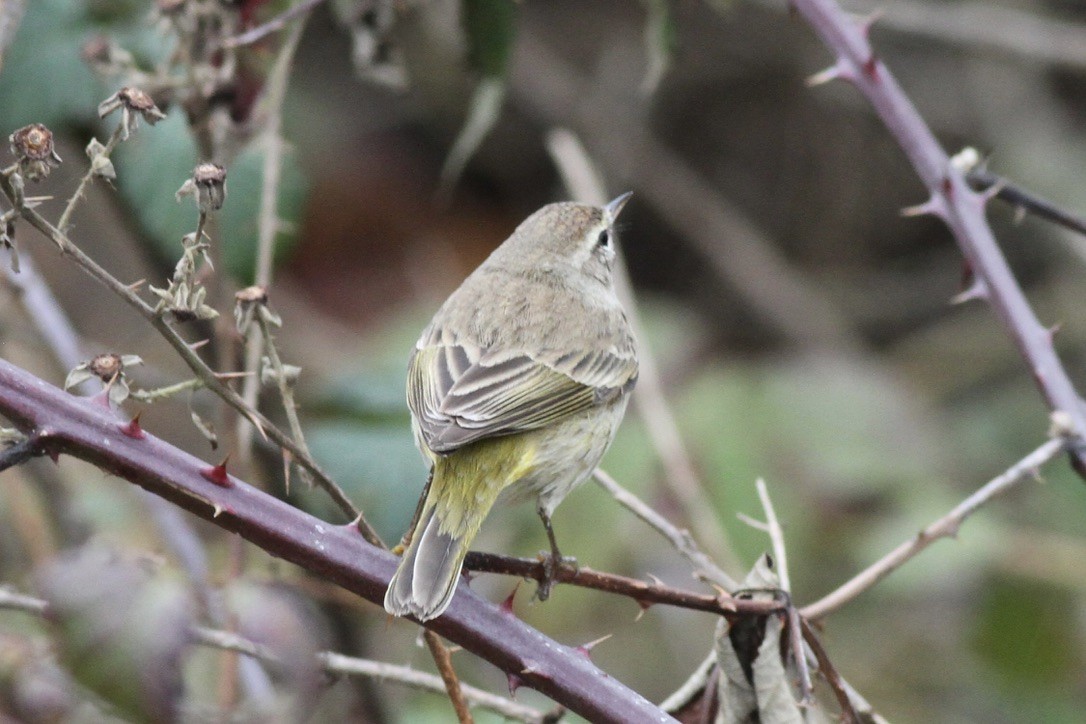 Palm Warbler (Western) - Dan Maxwell