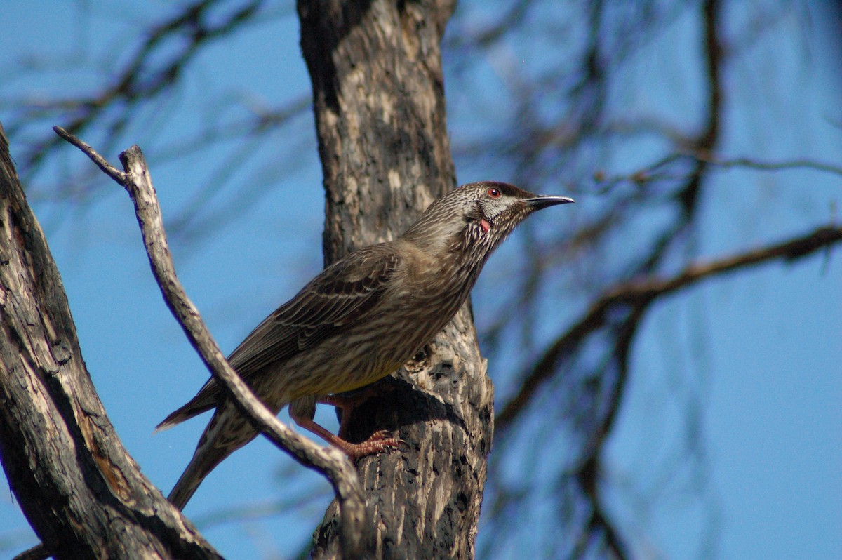 Red Wattlebird - Matthew Dickerson