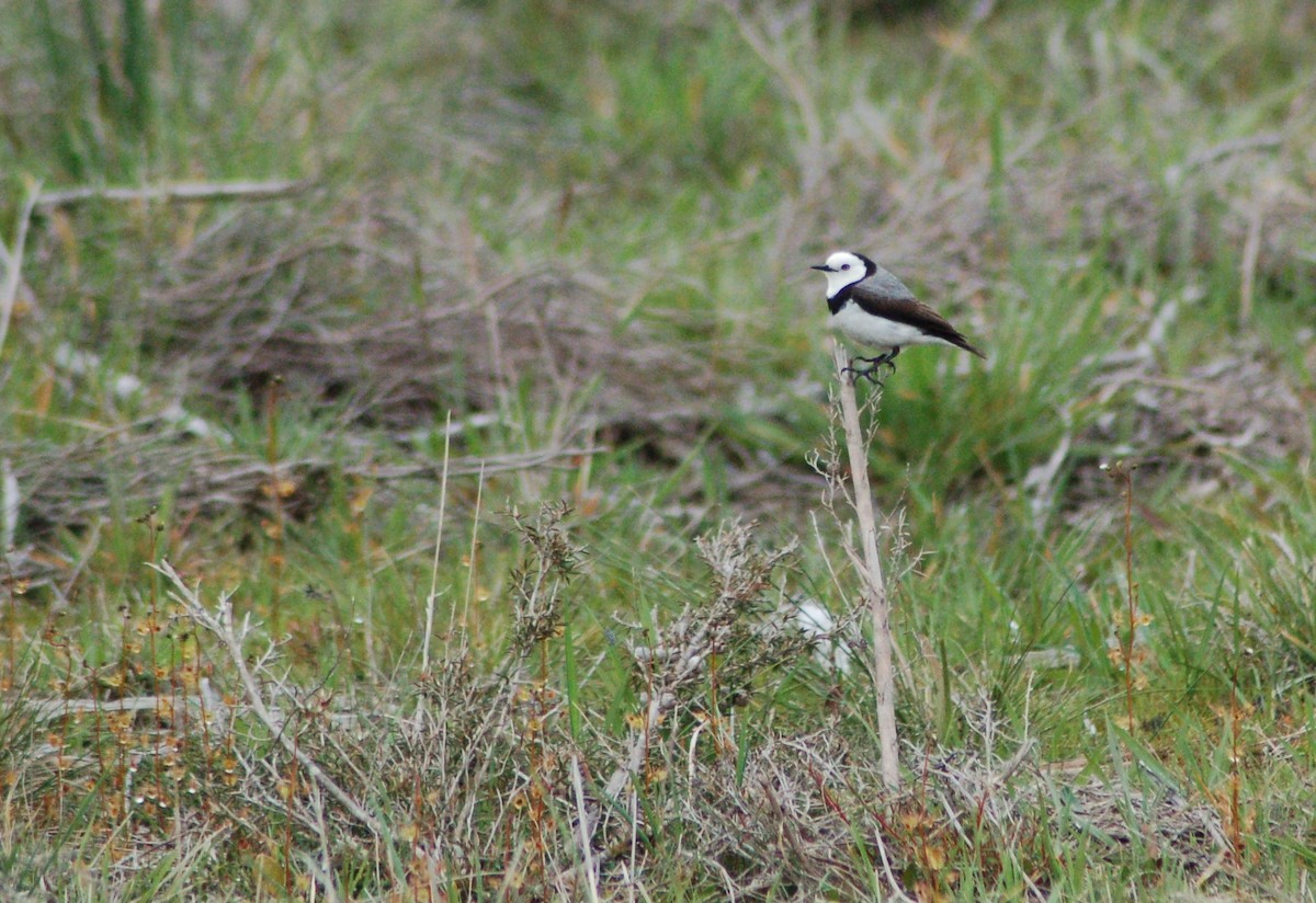 White-fronted Chat - ML614508779