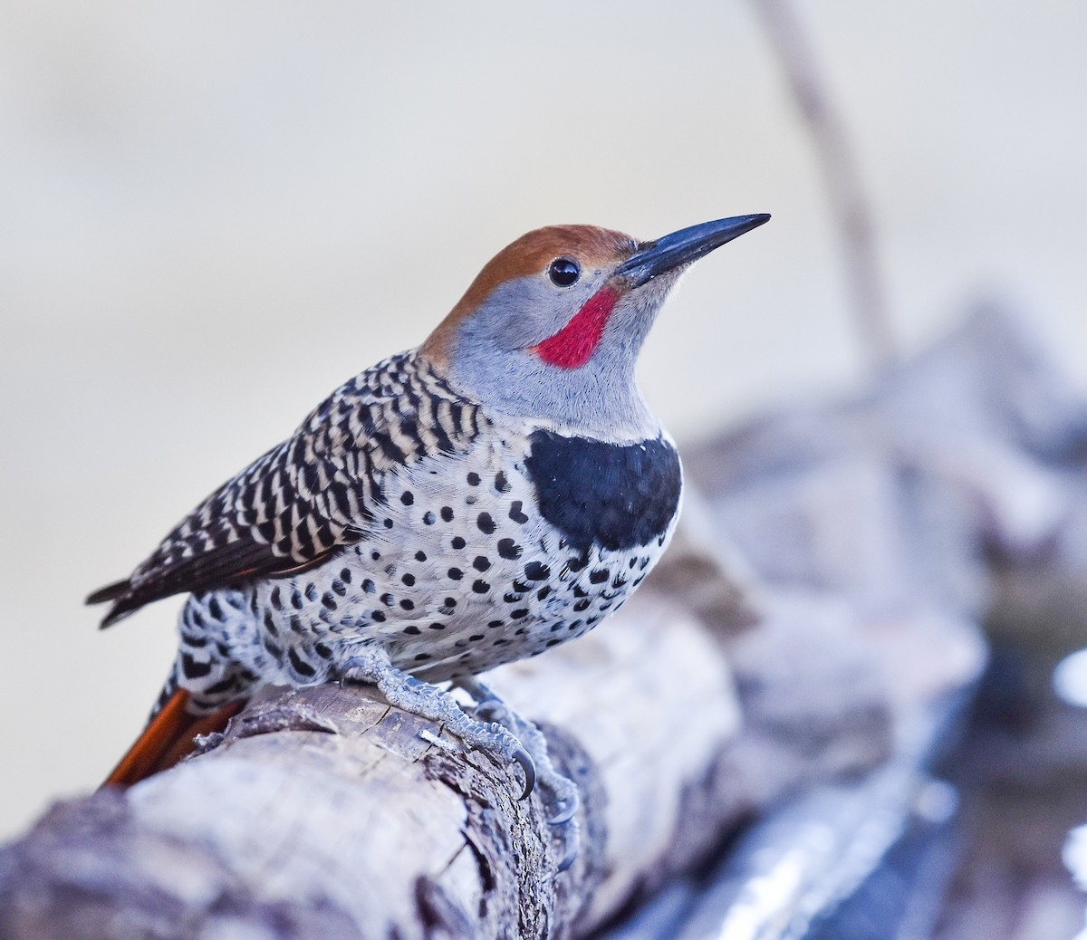 Northern Flicker (Guatemalan) - ML614508797