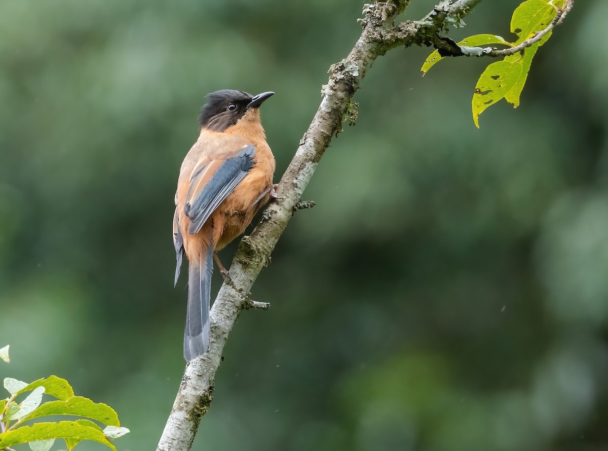 Rufous Sibia - ML614508813