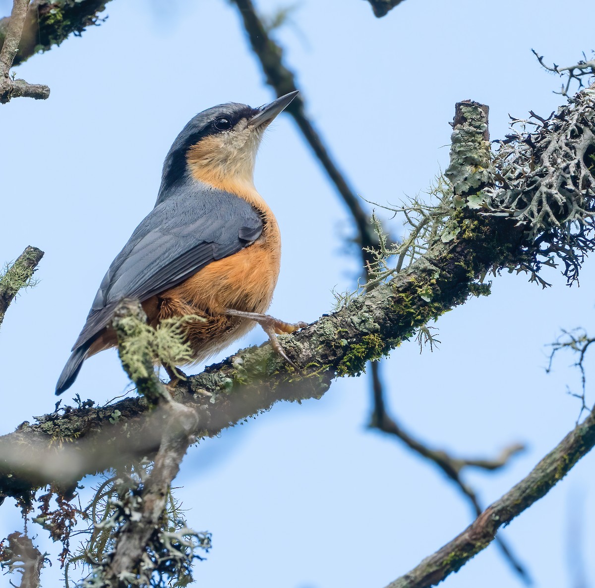 White-tailed Nuthatch - ML614508837