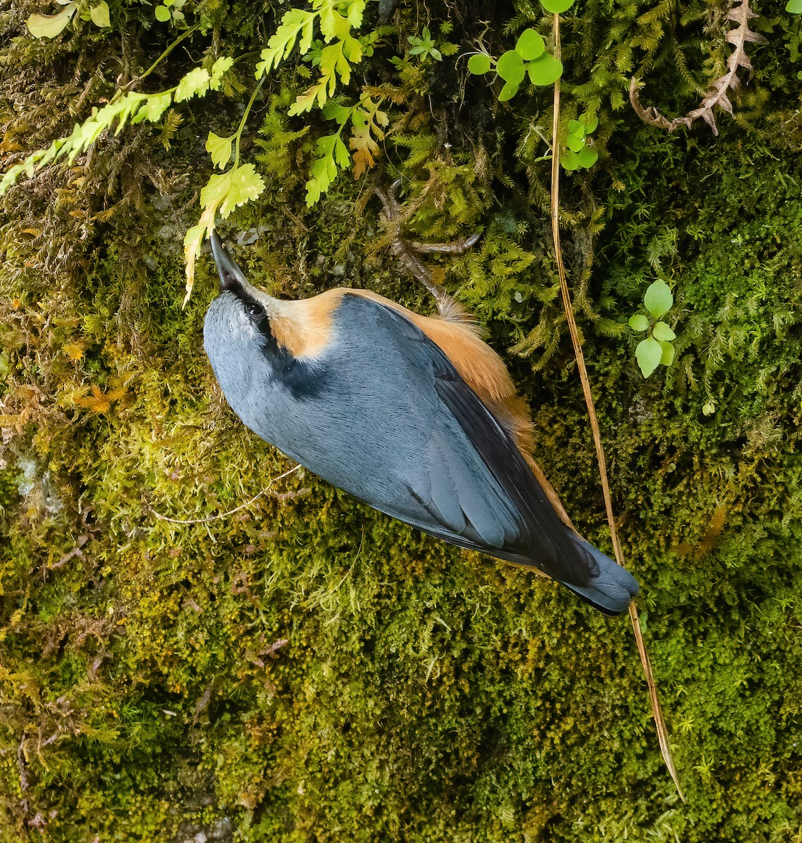 White-tailed Nuthatch - Wilbur Goh
