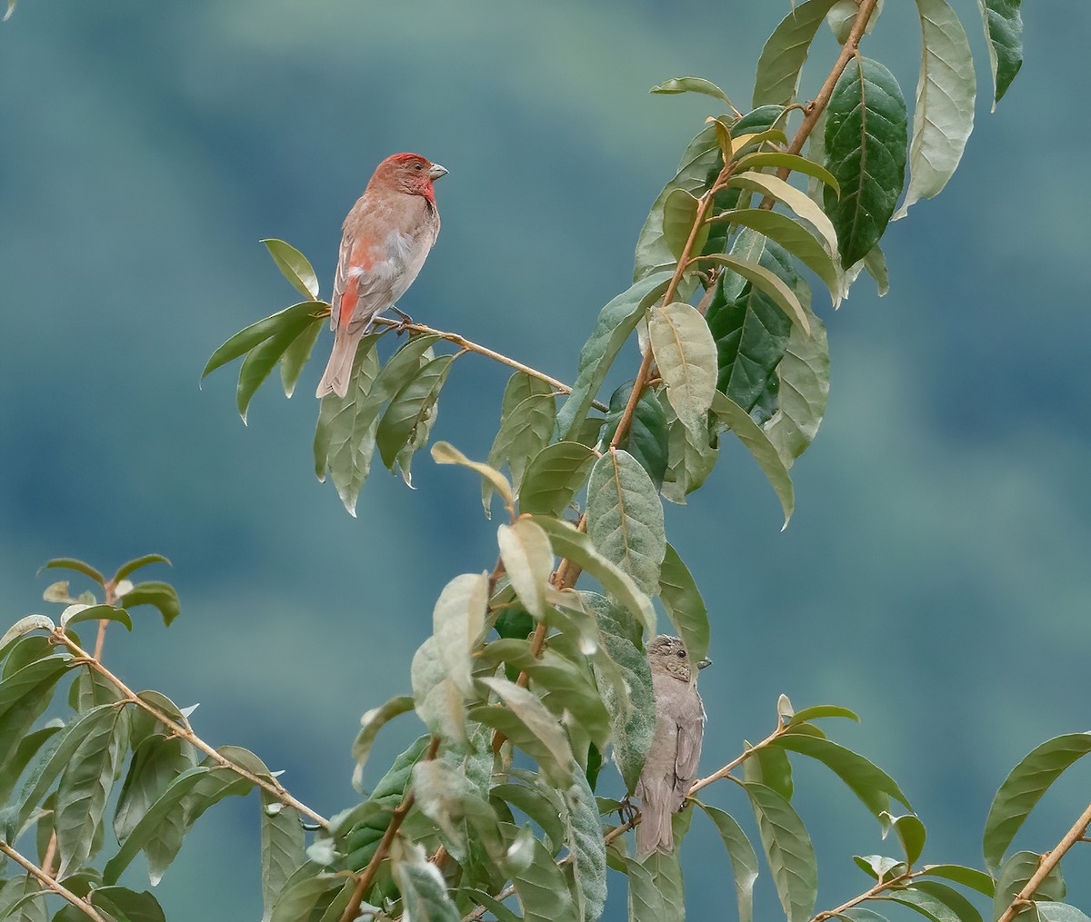 Common Rosefinch - ML614508849