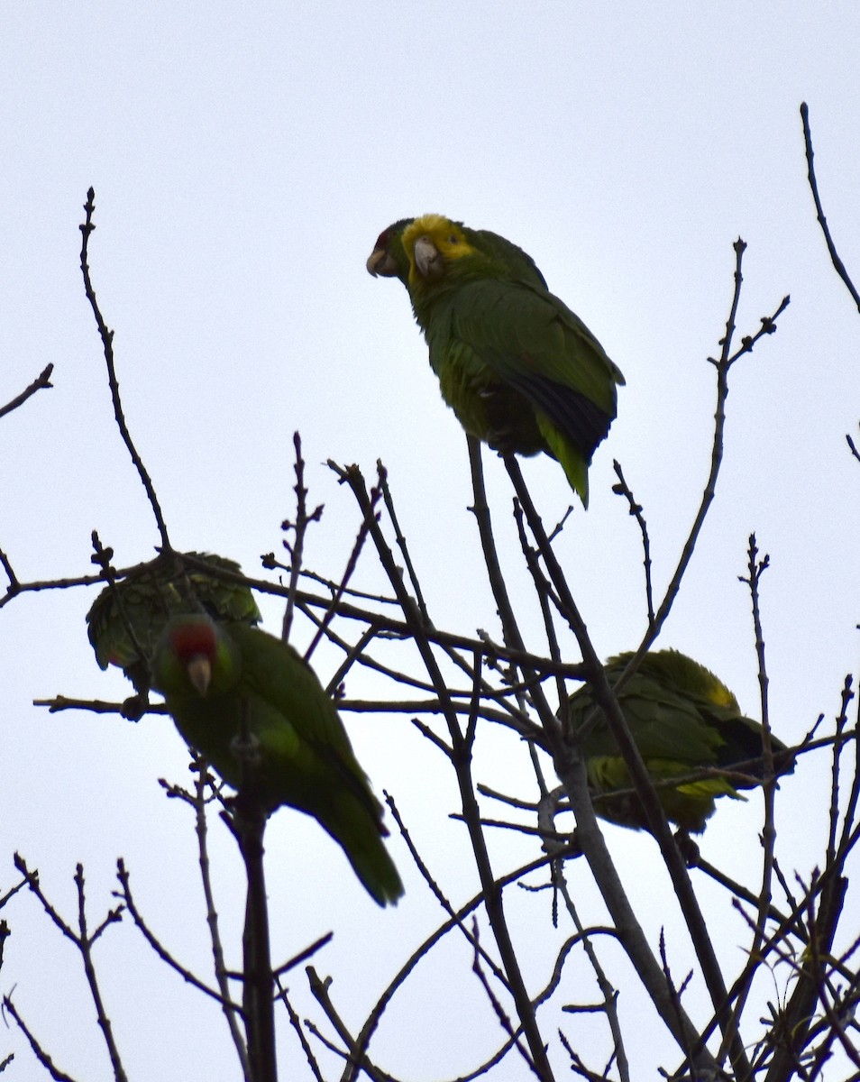 Yellow-headed Parrot - ML614508858