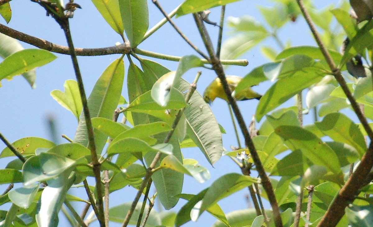 Common Iora - Matthew Dickerson