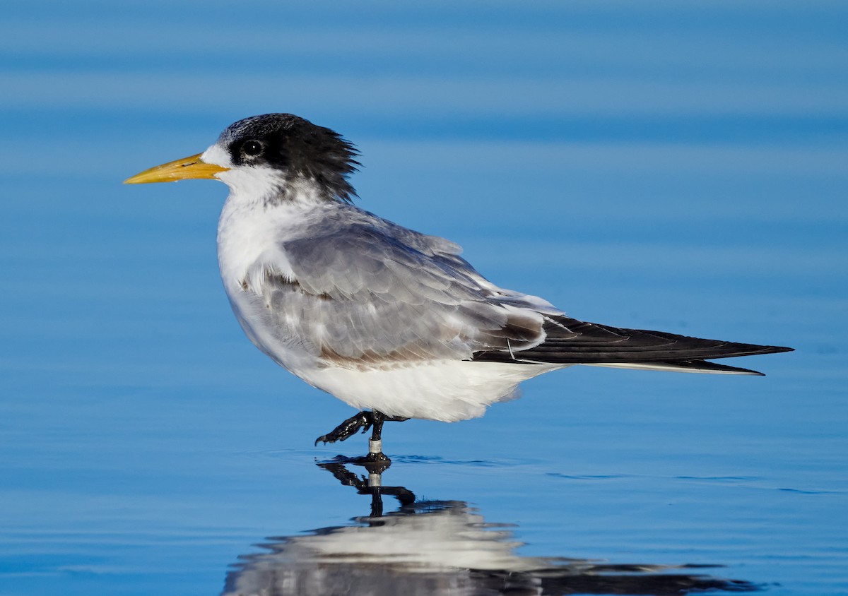 Great Crested Tern - Steven McBride