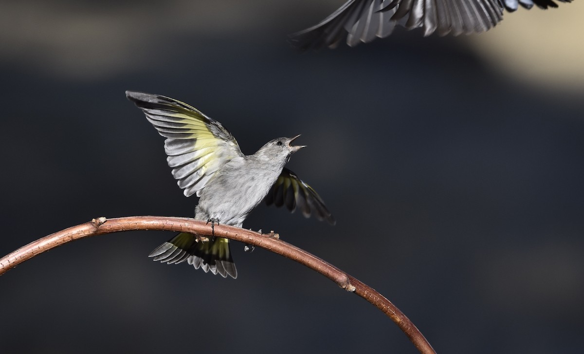 Pine Siskin (Chiapas) - Esteban Matías (birding guide) Sierra de los Cuchumatanes Huehuetenango esteban.matias@hotmail.com                             +502 53810540