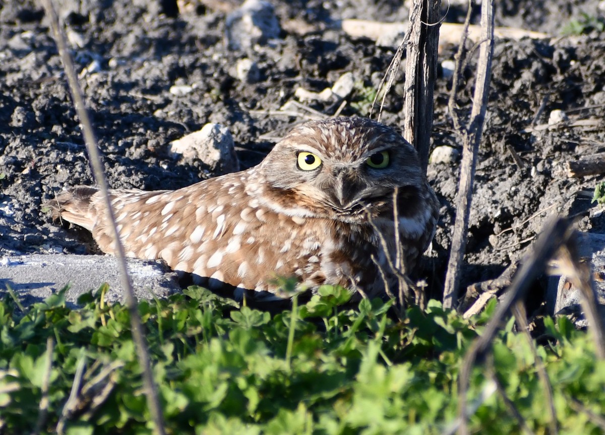 Burrowing Owl - ML614508941