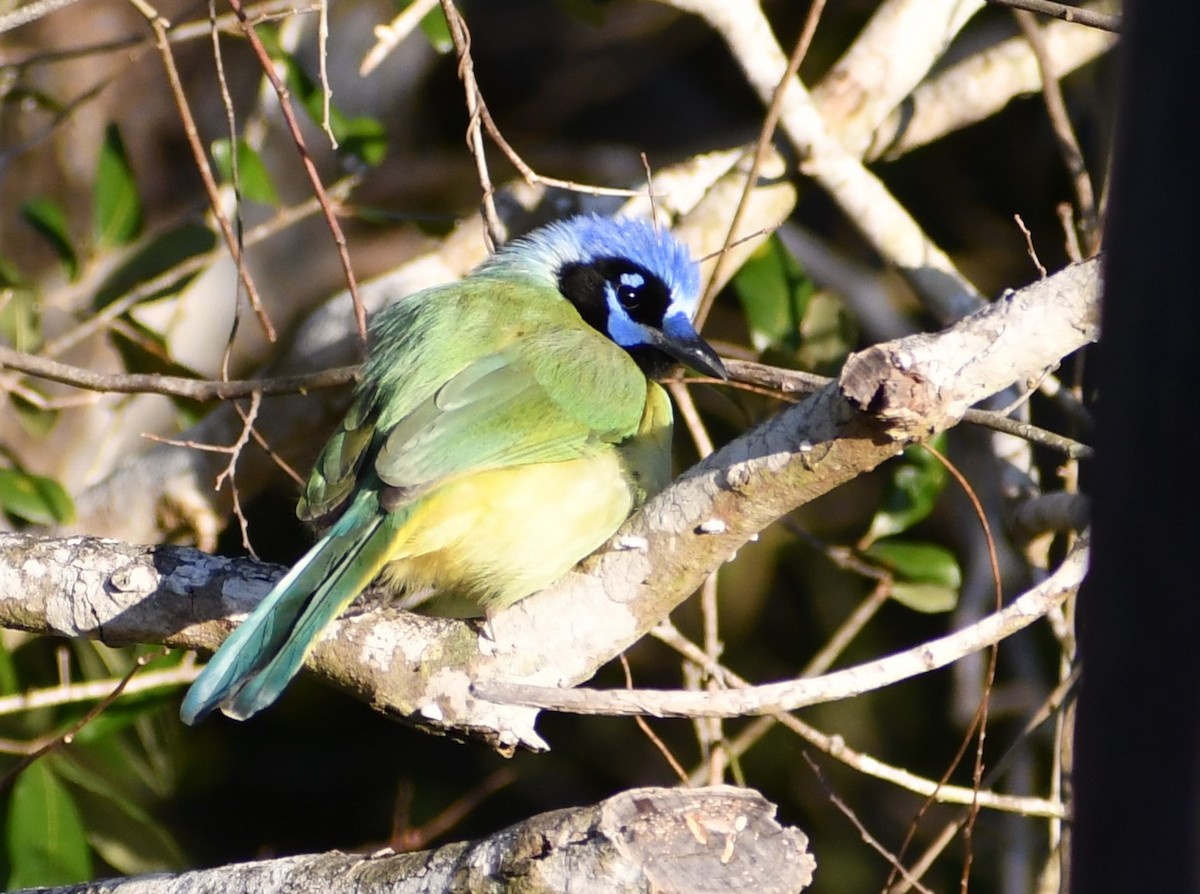 Green Jay - ML614508952