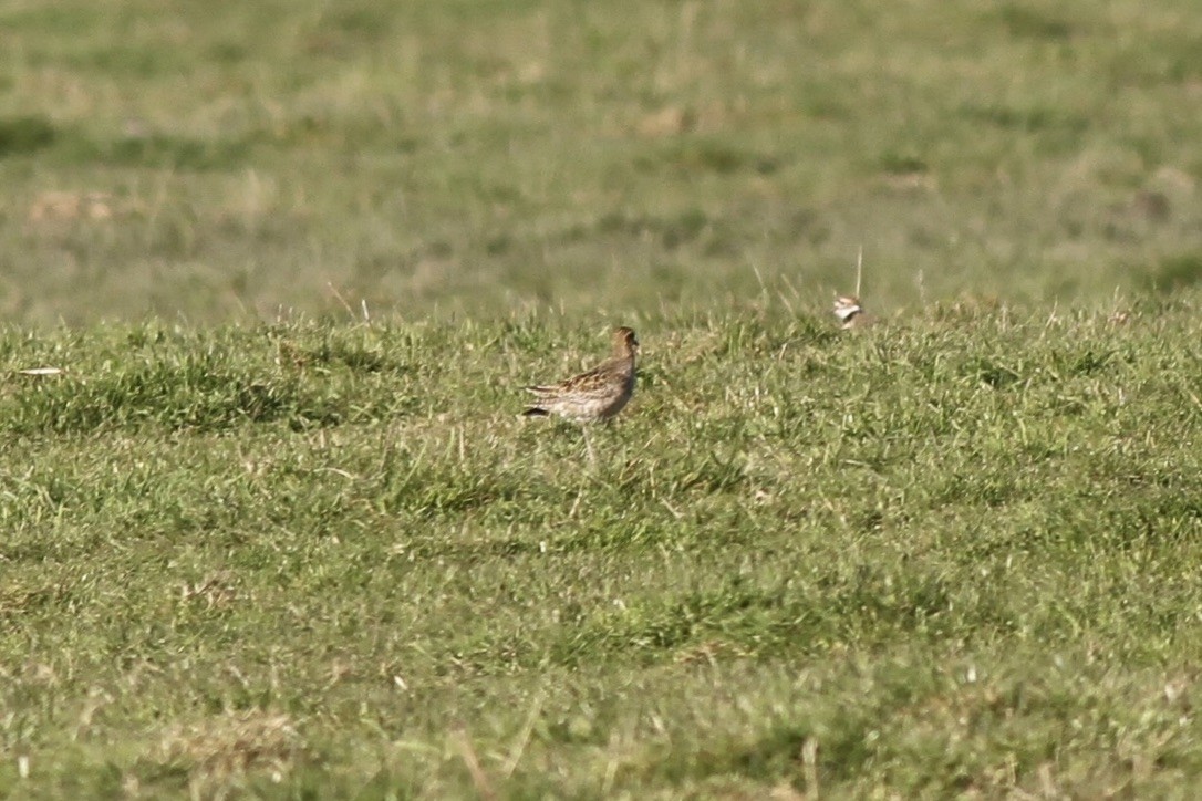 Pacific Golden-Plover - ML614508959