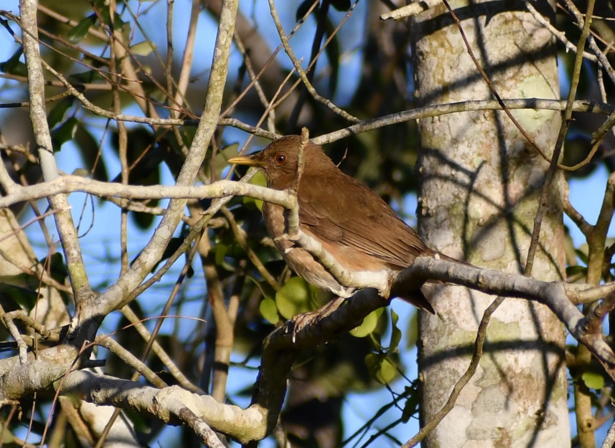 Clay-colored Thrush - Jon McIntyre