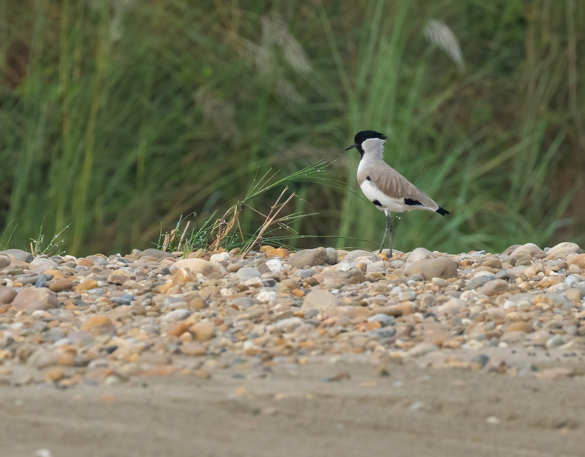 River Lapwing - ML614508994