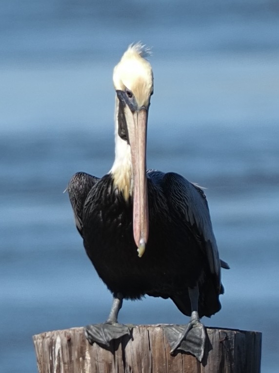 Brown Pelican - ML614509028