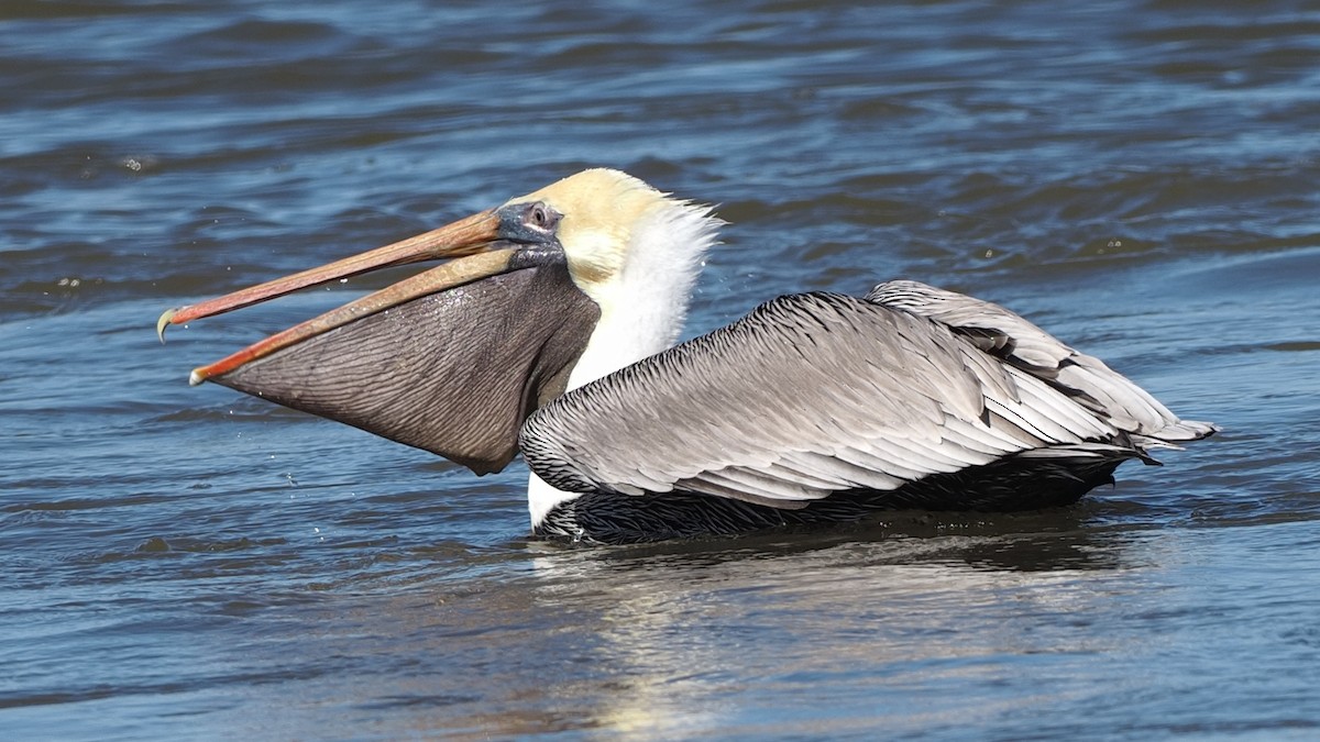 Brown Pelican - ML614509029