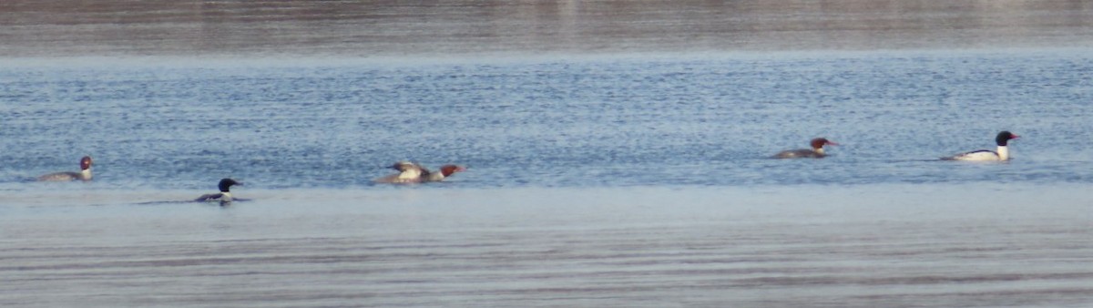 Common Merganser - ML614509030