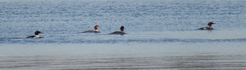 Common Merganser - ML614509038