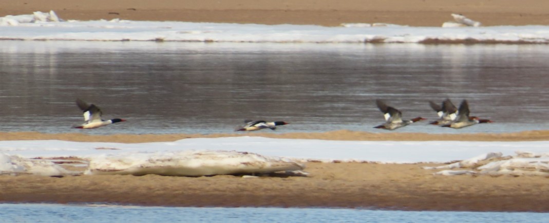 Common Merganser - ML614509043