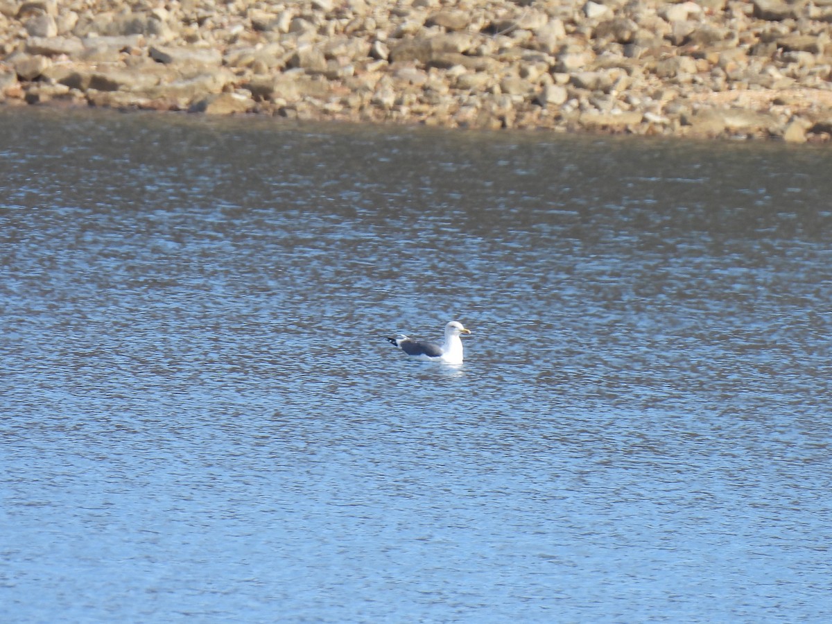 Lesser Black-backed Gull - ML614509097