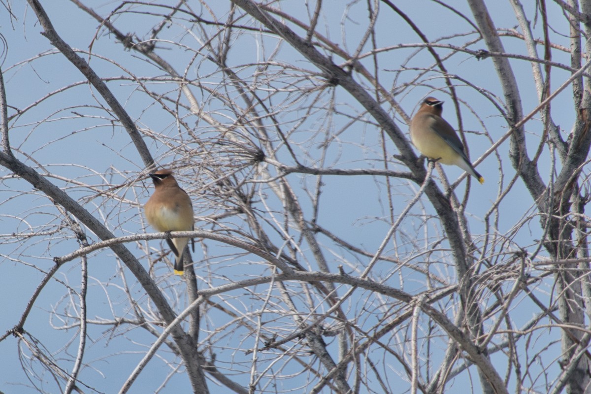 Cedar Waxwing - ML614509152