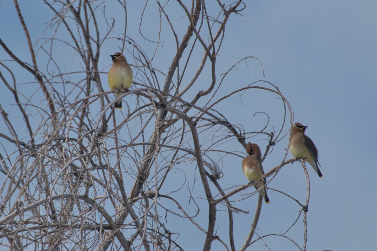 Cedar Waxwing - ML614509153