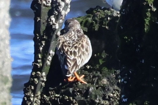 Tournepierre à collier - ML614509184