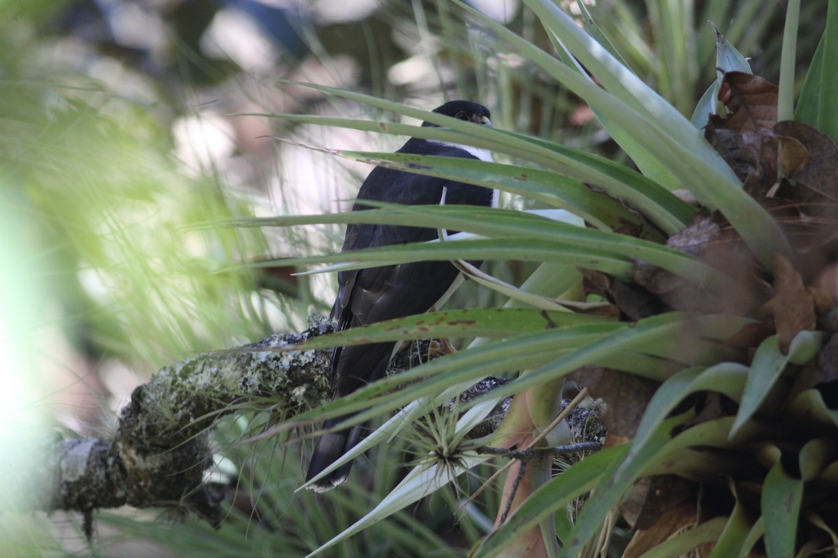 Sharp-shinned Hawk (White-breasted) - ML614509240