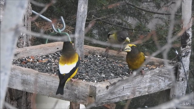 Evening Grosbeak - ML614509247