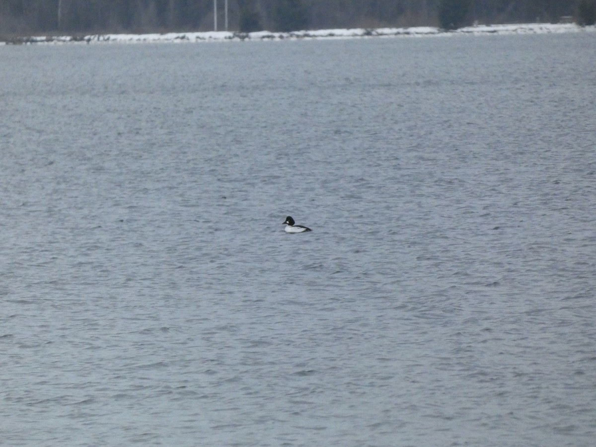 Common Goldeneye - ML614509252