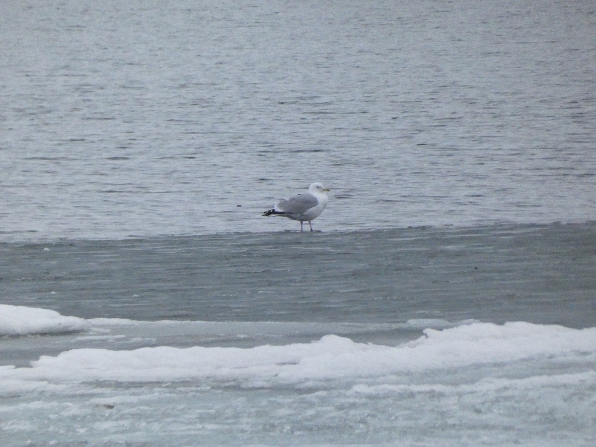 Herring Gull - Wesley McGee