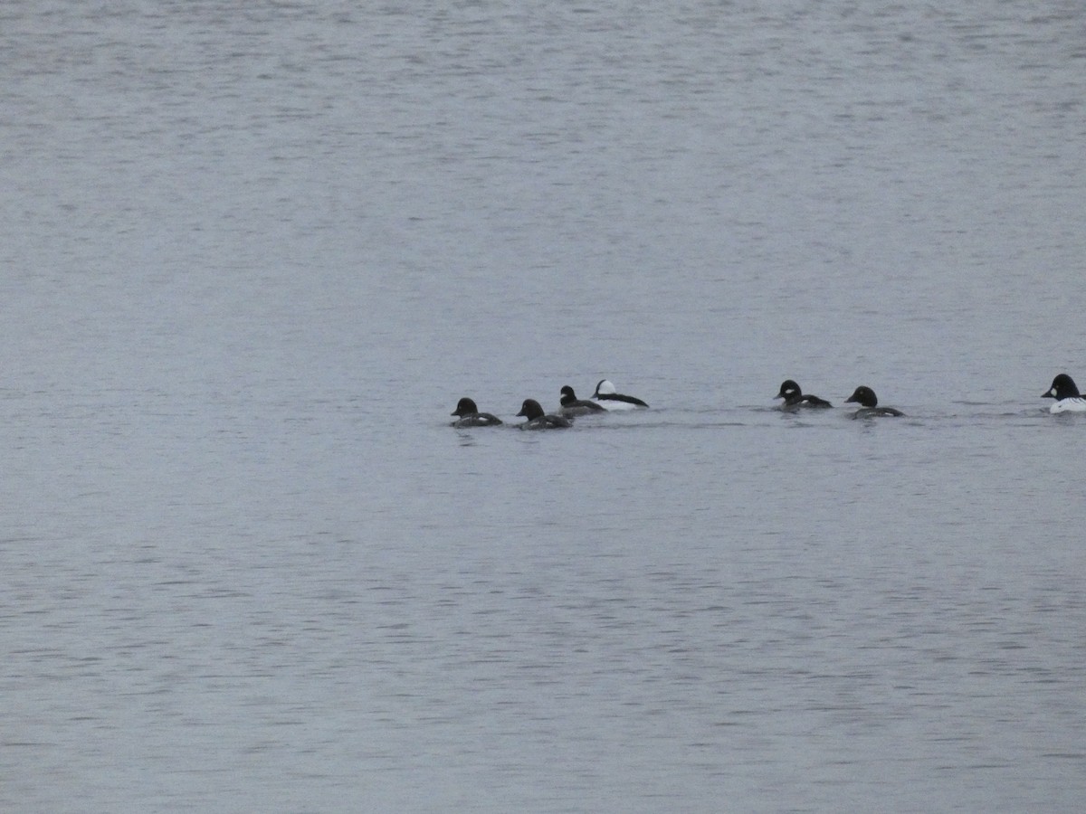 Bufflehead - ML614509318