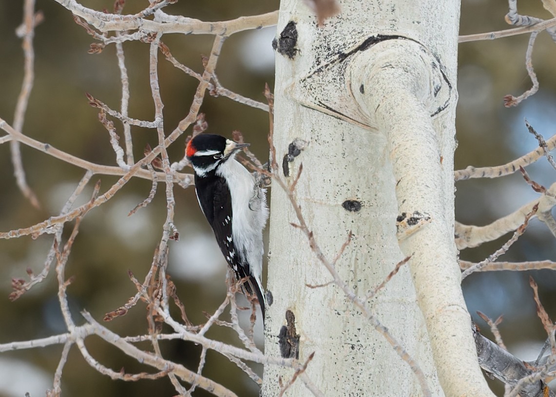 Downy Woodpecker - Verlee Sanburg