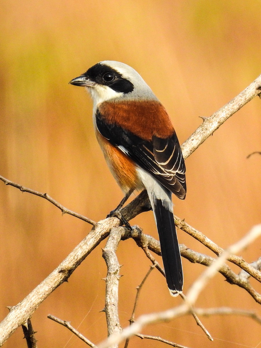 Bay-backed Shrike - ML614509427