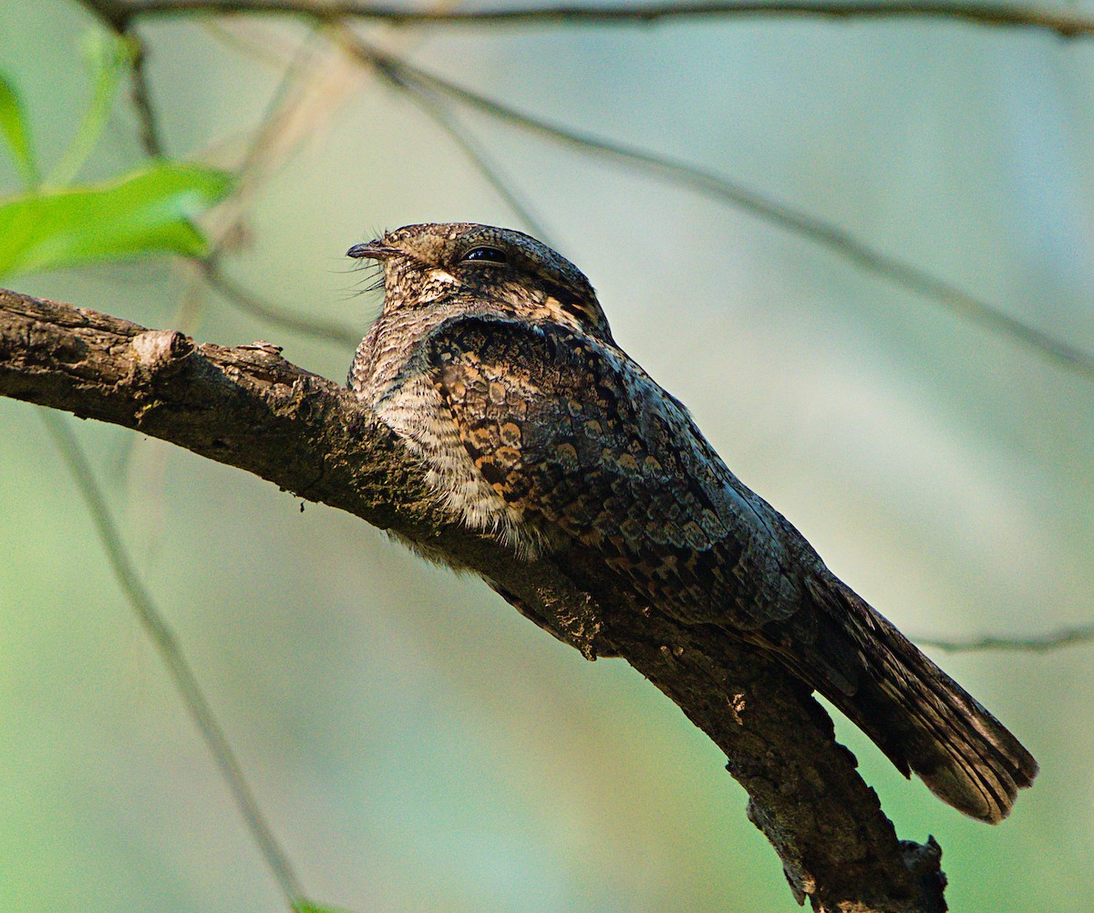 Jungle Nightjar - ML614509461