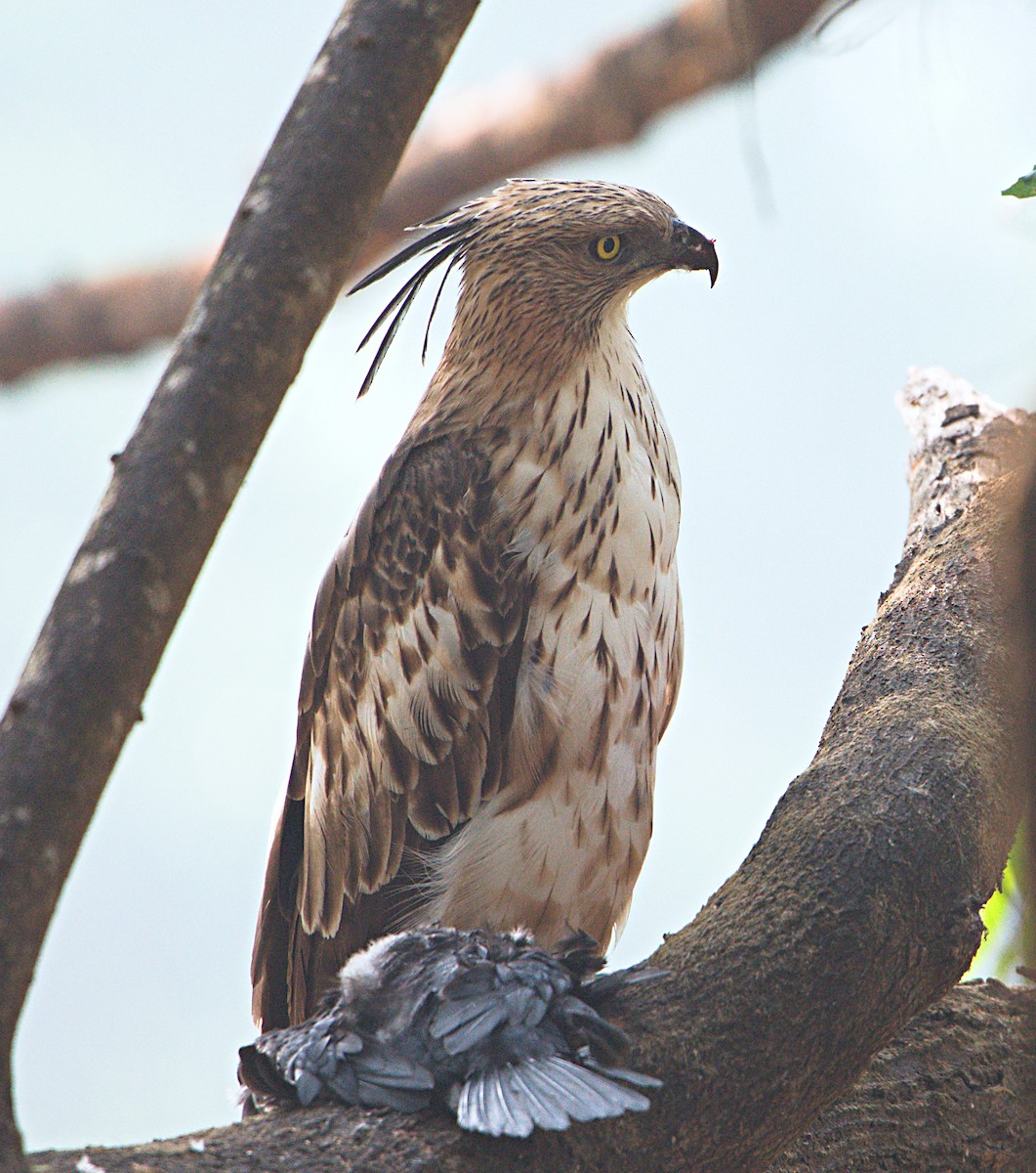 Changeable Hawk-Eagle - ML614509470