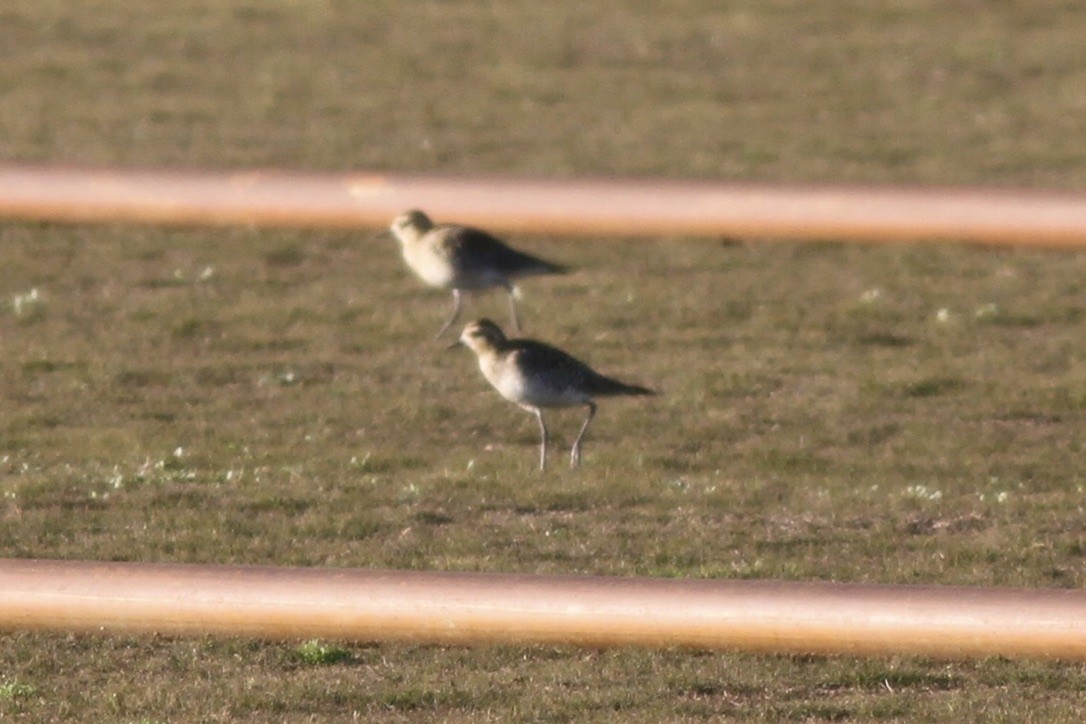 Pacific Golden-Plover - ML614509510