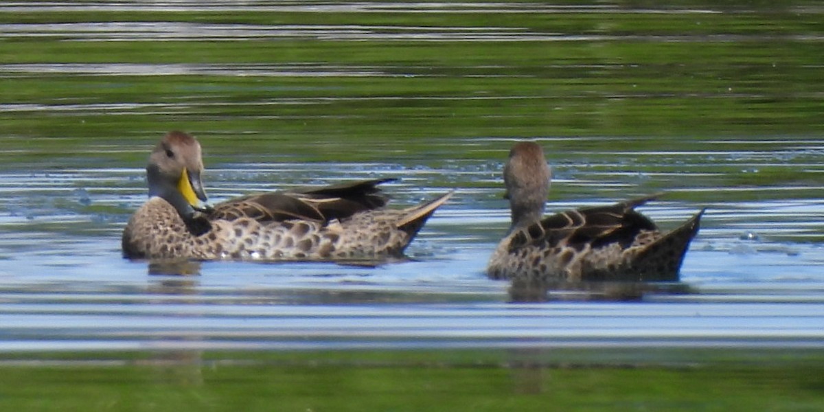 Yellow-billed Pintail - ML614509533