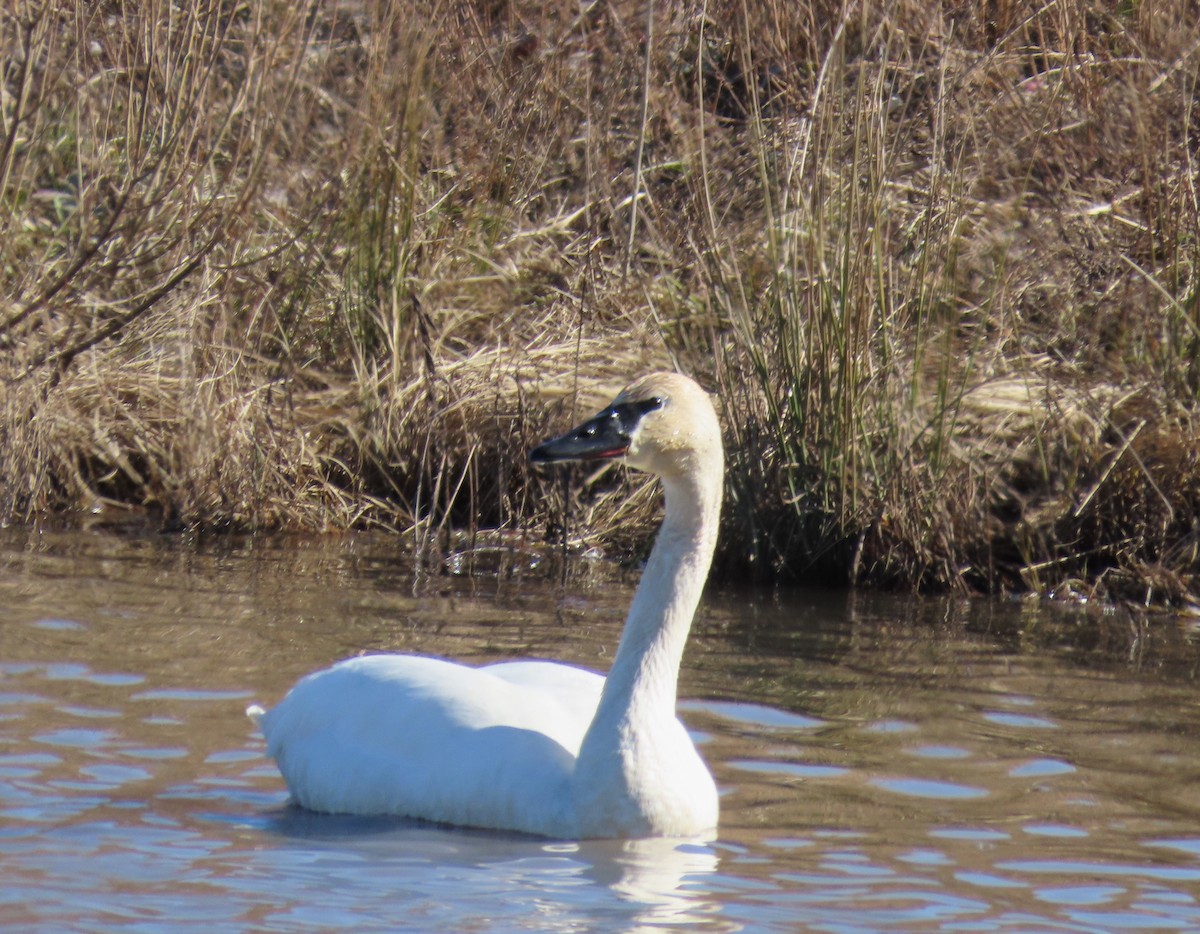 Trumpeter Swan - ML614509547