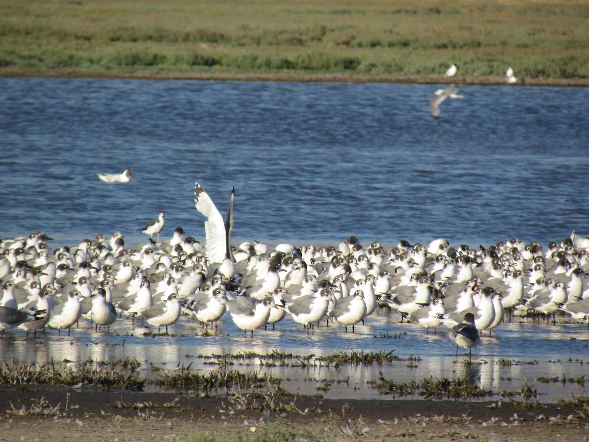 Franklin's Gull - ML614509553