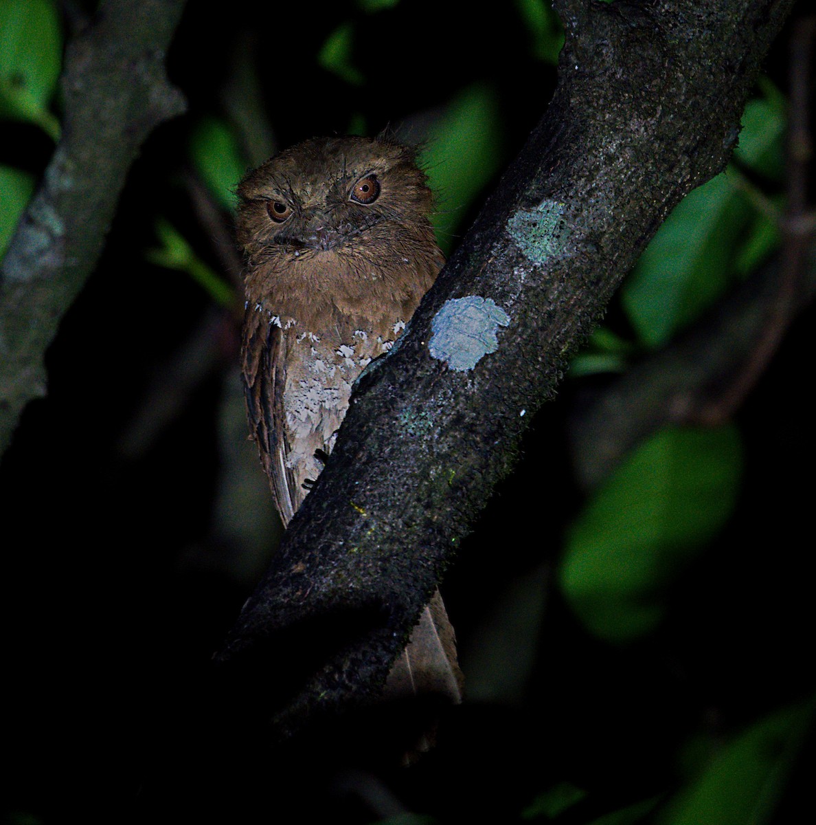 Sri Lanka Frogmouth - ML614509559