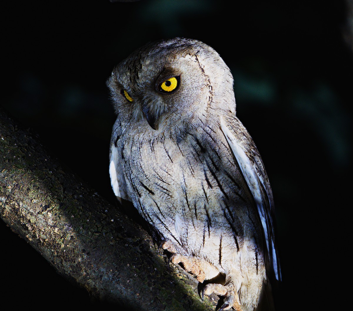 Pallid Scops-Owl - ML614509574