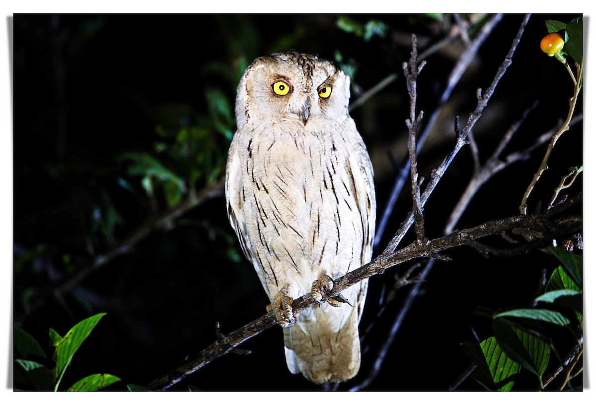 Pallid Scops-Owl - ML614509585