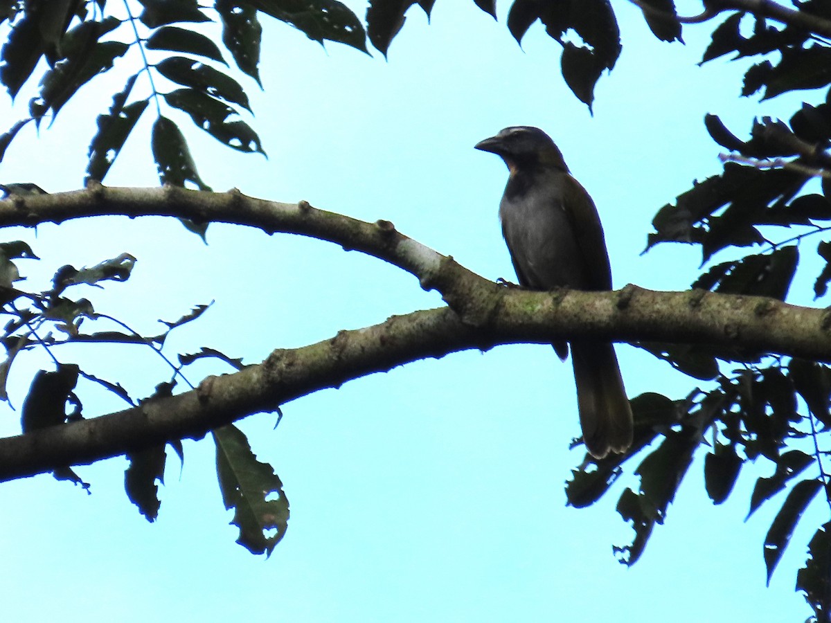 Buff-throated Saltator - ML614509611