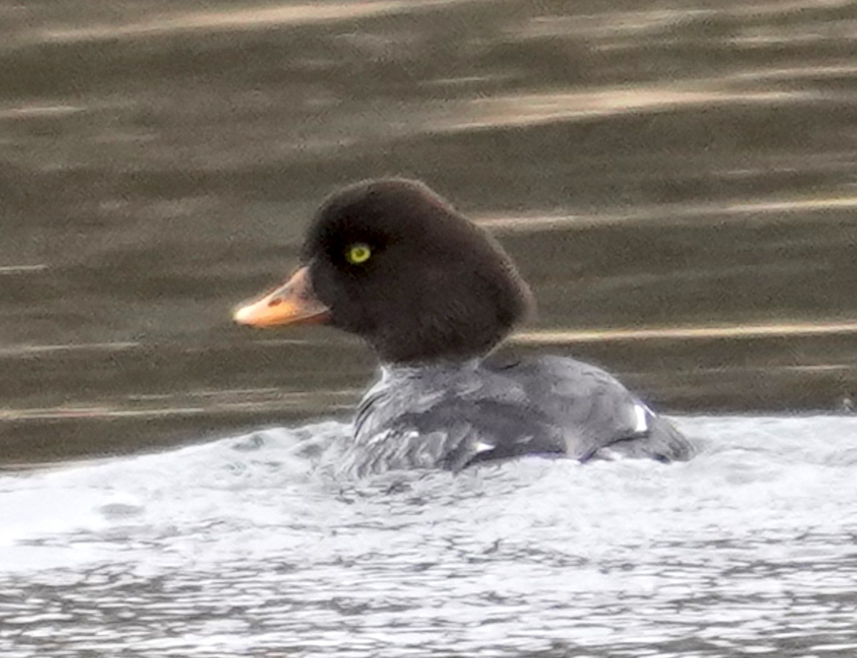 Barrow's Goldeneye - ML614509612