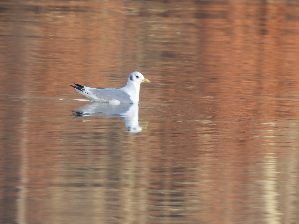 Gaviota Tridáctila - ML614509653